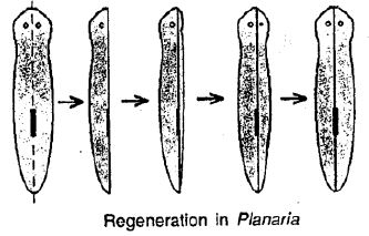 Selina-Concise-Solutions-for-ICSE-Class-8-Biology-Chapter-3-Reproduction-in-Humans-1