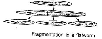 Selina-Concise-Solutions-for-ICSE-Class-8-Biology-Chapter-3-Reproduction-in-Humans-2
