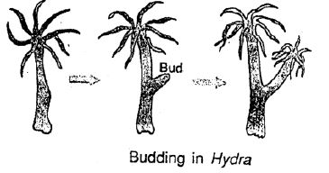 Selina-Concise-Solutions-for-ICSE-Class-8-Biology-Chapter-3-Reproduction-in-Humans-3