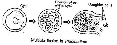 Selina-Concise-Solutions-for-ICSE-Class-8-Biology-Chapter-3-Reproduction-in-Humans-4