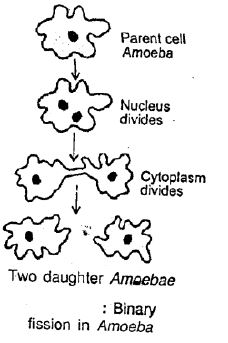 Selina-Concise-Solutions-for-ICSE-Class-8-Biology-Chapter-3-Reproduction-in-Humans-5