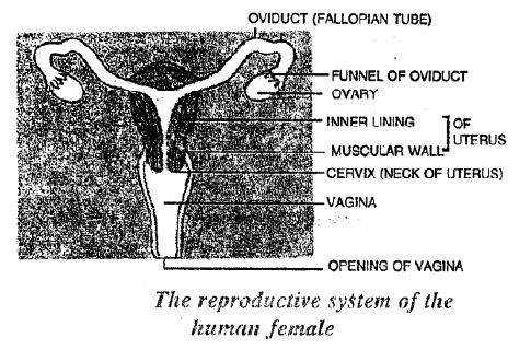 Selina-Concise-Solutions-for-ICSE-Class-8-Biology-Chapter-3-Reproduction-in-Humans-6