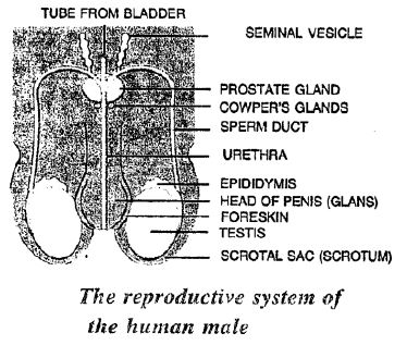 Selina-Concise-Solutions-for-ICSE-Class-8-Biology-Chapter-3-Reproduction-in-Humans-7