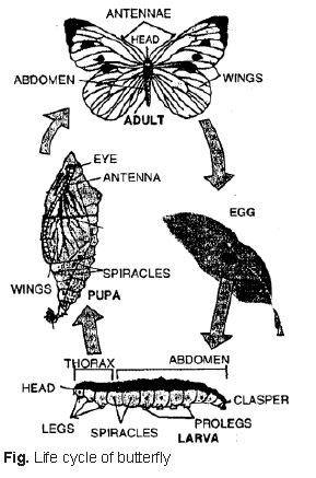 Selina-Concise-Solutions-for-ICSE-Class-8-Biology-Chapter-3-Reproduction-in-Humans-8