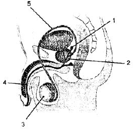Selina-Concise-Solutions-for-ICSE-Class-8-Biology-Chapter-3-Reproduction-in-Humans-9
