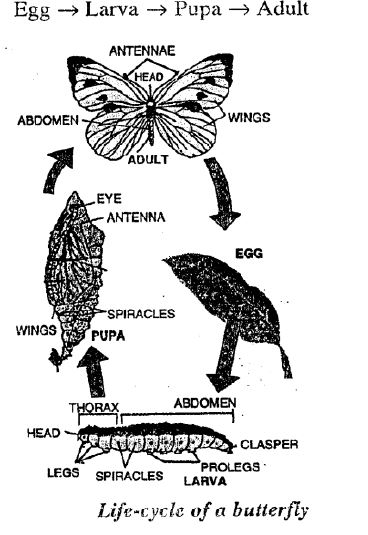 Selina-Concise-Solutions-for-ICSE-Class-8-Biology-Chapter-3-Reproduction-in-Humans