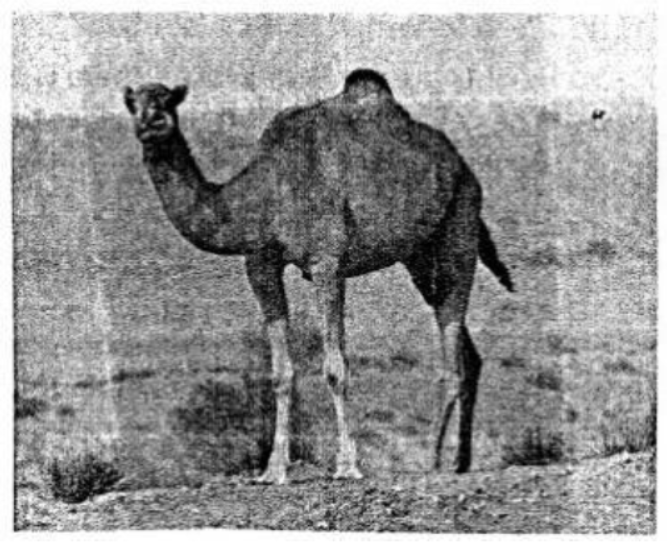 Voyage-Solutions-for-ICSE-Class-7-Geography-Chapter-15-Africa-Climate-Natural-Vegetation-Wildlife-Minerals