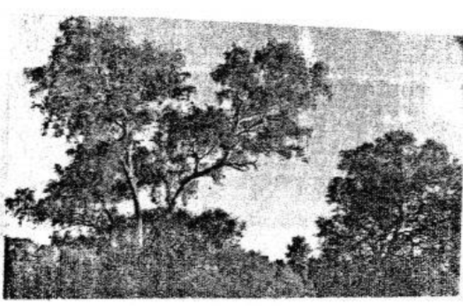 Voyage-Solutions-for-ICSE-Class-7-Geography-Chapter-17-Australia-Climate-Natural-Vegetation-Wildlife-Forest-And-Minerals-2