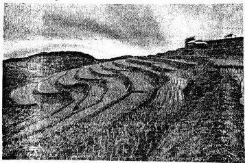 Voyage-Solutions-for-ICSE-Class-7-Geography-Chapter-8-Weathering-And-Soil