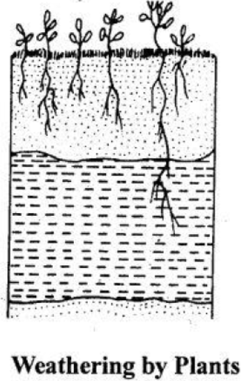 Voyage-Solutions-for-ICSE-Class-9-Geography-Chapter-9-Weathering-2