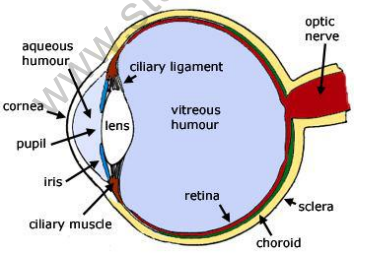 CBSE _Class _10_science_heredity_1