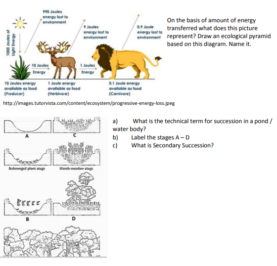 CBSE_CLASS-12_BIOLOGY_ECOSYSTEM_DAIGRAM_CHART_1