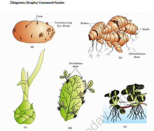 CBSE_CLASS_12_BIOLOGY_4