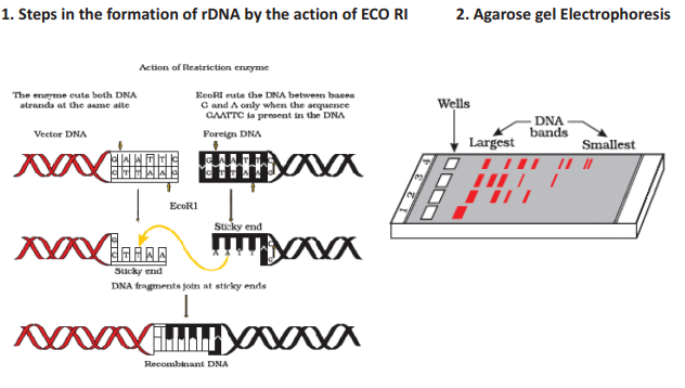 CBSE_CLASS_12_BIOLOGY_PRINCIPLE_13