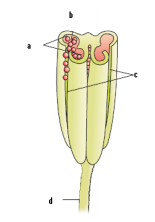 Class_12_biology_Useful_Resources_5