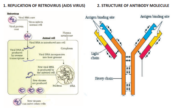 human health and disease class 12