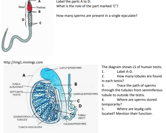 cbse-class-12-biology-human_reproduction_1