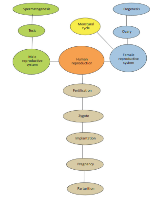 cbse-class-12-biology-human_reproduction_4