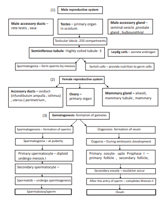 Female Reproductive System Flow Chart