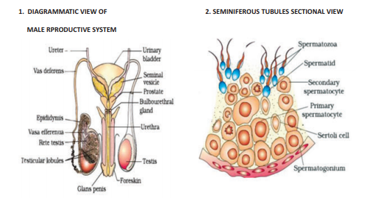 cbse-class-12-biology-molecular-15