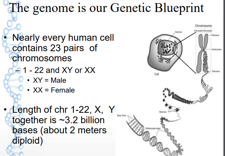 cbse_class_12_biology_human_genome_1
