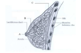 class_12_Biology__Hots_7