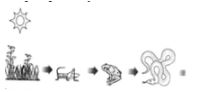 CBSE-Class-10-Biology-Case-Study-Questions-Our-Environment-MCQs-11