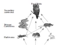 CBSE-Class-10-Biology-Case-Study-Questions-Our-Environment-MCQs-13