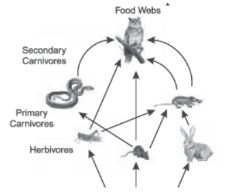 CBSE-Class-10-Biology-Case-Study-Questions-Our-Environment-MCQs-6