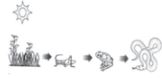CBSE-Class-10-Biology-Case-Study-Questions-Our-Environment-MCQs-7