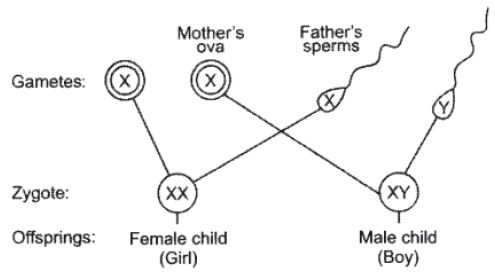 CBSE-Class-10-Biology-Heredity-And-Evolution-Worksheet-Set-F-2