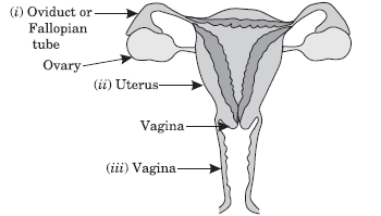 CBSE-Class-10-Biology-How-Do-Organisms-Reproduce-Worksheet-16