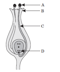 CBSE-Class-10-Biology-How-Do-Organisms-Reproduce-Worksheet-19