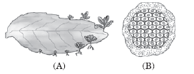 CBSE-Class-10-Biology-How-Do-Organisms-Reproduce-Worksheet-20