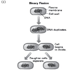 CBSE-Class-10-Biology-How-Do-Organisms-Reproduce-Worksheet-22