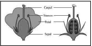 CBSE-Class-10-Biology-How-Do-Organisms-Reproduce-Worksheet-24