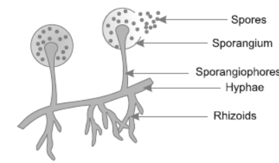 CBSE-Class-10-Biology-How-Do-Organisms-Reproduce-Worksheet-26