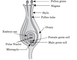 CBSE-Class-10-Biology-How-Do-Organisms-Reproduce-Worksheet-3