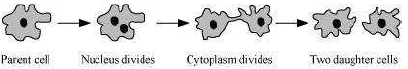 CBSE-Class-10-Biology-How-Do-Organisms-Reproduce-Worksheet-6