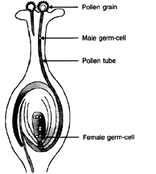 CBSE-Class-10-Biology-How-Do-Organisms-Reproduce-Worksheet-Set-D-1