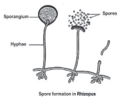 CBSE-Class-10-Biology-How-Do-Organisms-Reproduce-Worksheet-Set-D-2