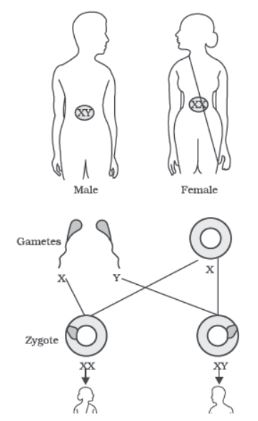 CBSE-Class-10-Science-Case-Study-Questions-Heredity-and-Evolution-MCQs-1