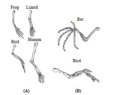 CBSE-Class-10-Science-Case-Study-Questions-Heredity-and-Evolution-MCQs