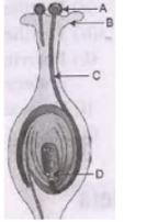 CBSE-Class-10-Science-Case-Study-Questions-How-do-Organisms-Reproduce-Assignment-1