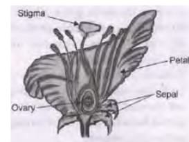 CBSE-Class-10-Science-Case-Study-Questions-How-do-Organisms-Reproduce-Assignment-2