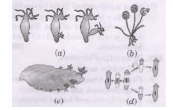 CBSE-Class-10-Science-Case-Study-Questions-How-do-Organisms-Reproduce-Assignment-3