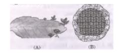 CBSE-Class-10-Science-Case-Study-Questions-How-do-Organisms-Reproduce-Assignment-4