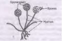 CBSE-Class-10-Science-Case-Study-Questions-How-do-Organisms-Reproduce-Assignment-6