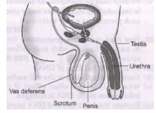 CBSE-Class-10-Science-Case-Study-Questions-How-do-Organisms-Reproduce-Assignment-7