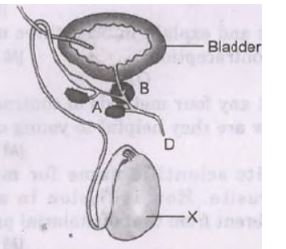CBSE-Class-10-Science-Case-Study-Questions-How-do-Organisms-Reproduce-Assignment-8